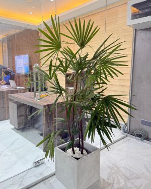 Rhapis palm around 5ft for rent in Colombo