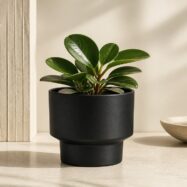 Black minimalist mini round planter with a modern indoor plant