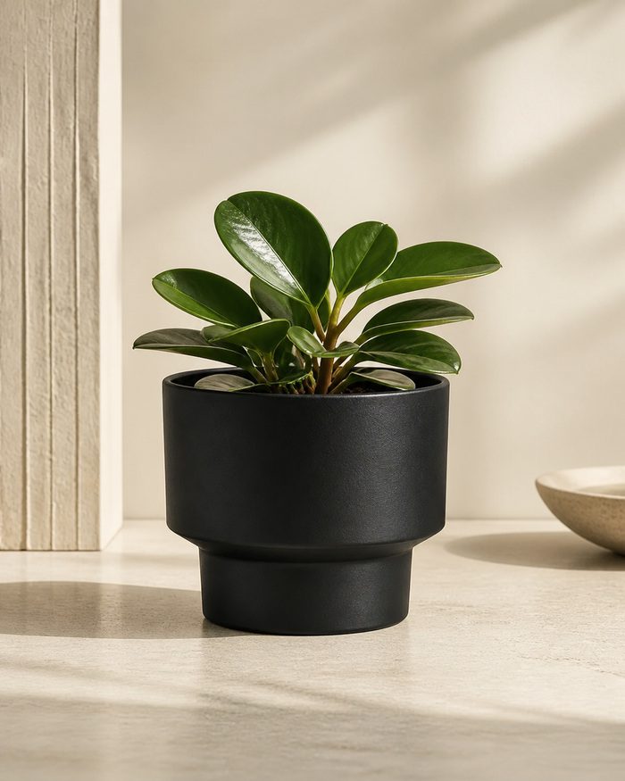 TAF023B-hero Black minimalist mini round planter with a modern indoor plant