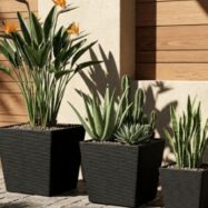 gallery-black-square-planters-entrance