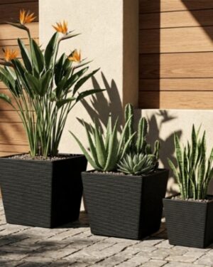 gallery-black-square-planters-entrance